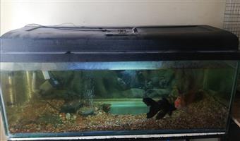 Fish tank with frame stand