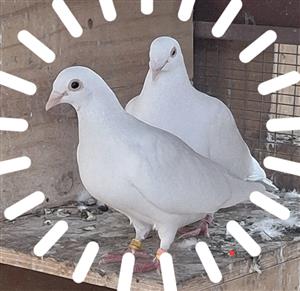 Beautifull white doves for sale