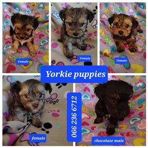 Beautiful miniature yorkies