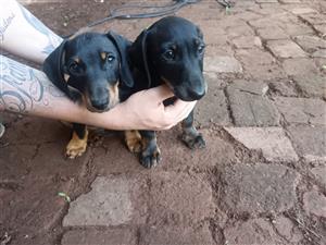 2 male dachshund puppies