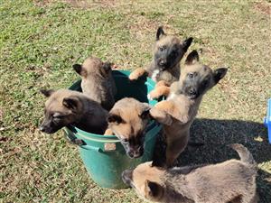 Malanois Silwer K9 pups for sale