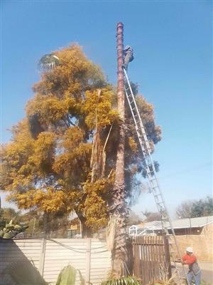 Fidelis Tree Felling