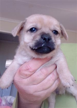 Pug x miniature pinscher puppies