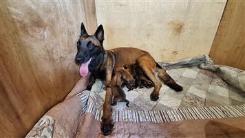 Belgian Malinois puppies 