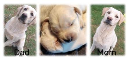 Labrador Pups for Sale