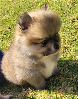 2 male toypom puppy's are looking for a loveable home