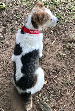 PET ID EMBROIDERED COLLARS