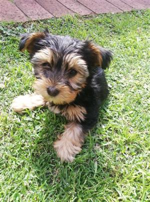 Traditional Male Yorkshire Terriers