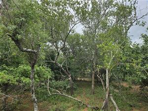 Build your Dream Home!