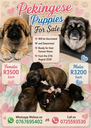 Pekingese Puppies For Sale