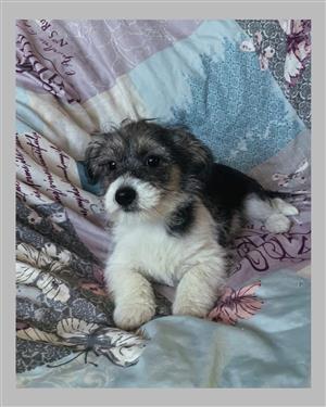 Morkie puppies