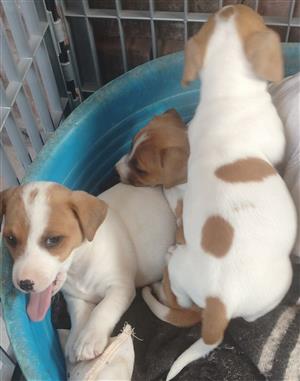 JACK RUSSELL PUPPIES IN VANDERBIJLPARK, GAUTENG