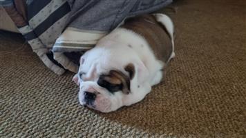 Gorgeous English bulldog puppies available 