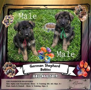 Bred for Excellence. Built for Loyalty. German Shepherd Puppies