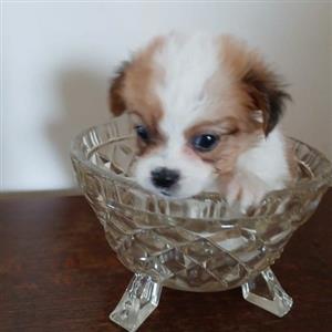 Miniature Maltese X Pekingese 