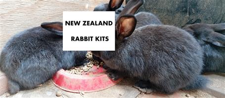 New Zealand Rabbits