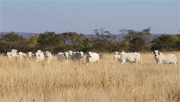 Farm For Sale in Modjadjiskloof