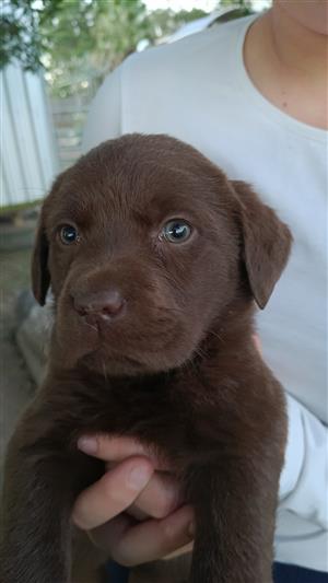 Chocolate labrador puppies for sale