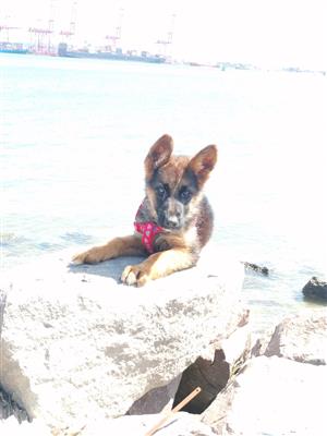 PUREBRED PEDIGREE GERMAN SHEPARD FEMALE PUPPY 