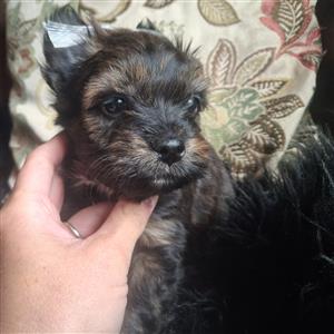 Morkie puppies 