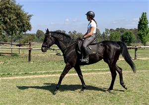 Beautiful Thoroughbred Gelding for sale