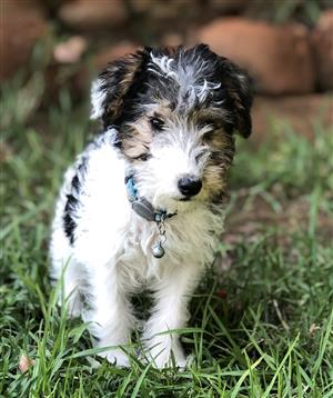 Wire Hair Terrier Male Pups available!