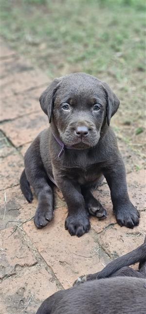 Chocolate Labrador Puppies 