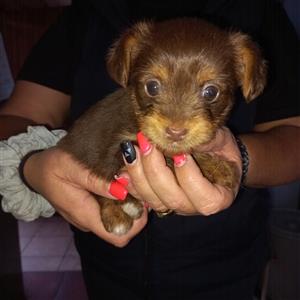 Yorkie puppies.