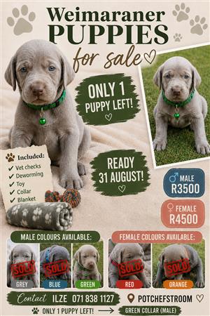 Weimaraner puppy for sale in Potchefstroom 