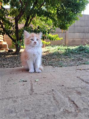 kittens 