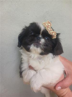 Pekingese puppies 