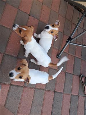 Jack russel puppys