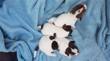 Jackrussel puppies 8 weeks 