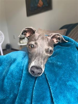 italian greyhound male puppies