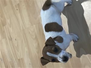 Jack Russel Puppy looking for loving home
