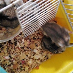 Hamsters For Sale In Pets In South Africa Junk Mail,Gin Rummy Card Game 3 Players