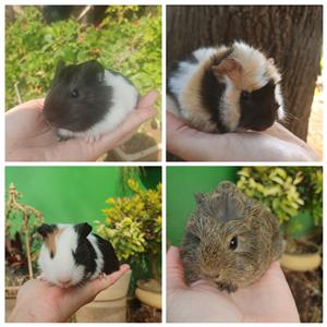 Guinea pigs