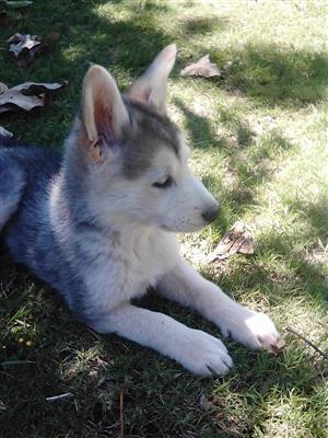 Husky Puppies In Dogs And Puppies In South Africa Junk Mail