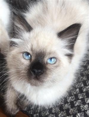 Ragdoll kitten