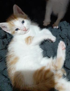 Beautiful kitten