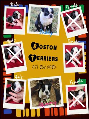 Boston Terrier puppies 