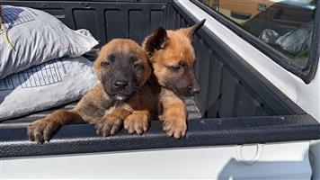 Belgian Malinois puppies