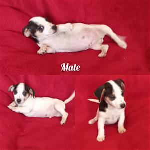 Jack Russell puppies,