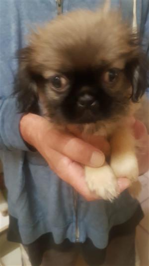 Pekingese pupies