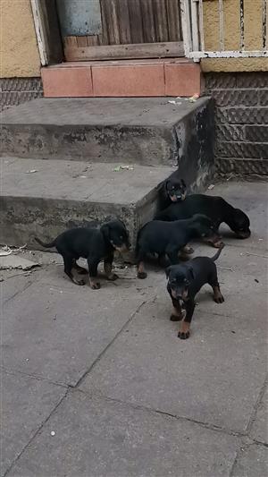 Doberman puppies available. 