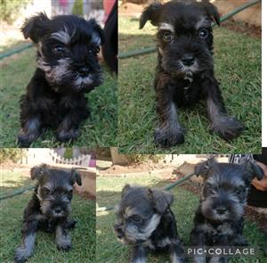 This is our Schnauzer family. Born 29 June 2023. 3x female and 2x male. We looki