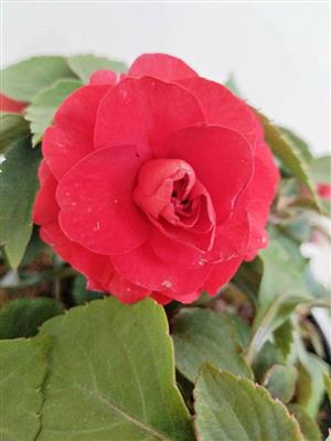 Radiant Red Glimmer Impatiens 