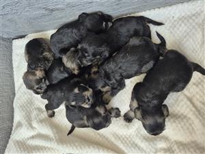 Miniature Schnauzer puppies. 