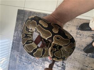 Ball python with enclosure 