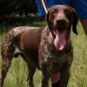 GSP puppies for sale